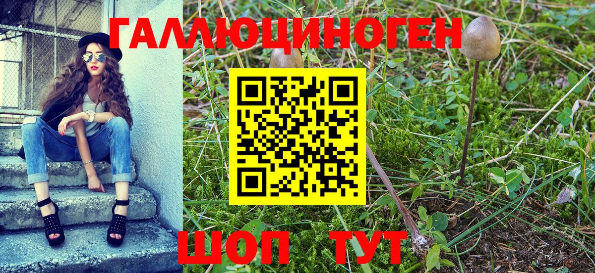 Псилоцибиновые грибы Psilocybe Михайловка