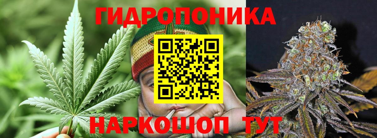 Конопля сатива Михайловка